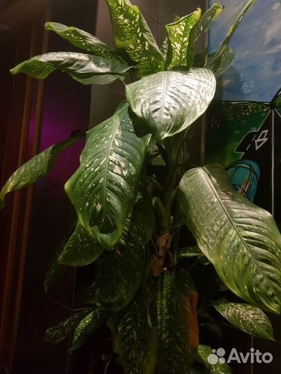 Диффенбахия 15 летняя, высота 145 см, 3 ствола