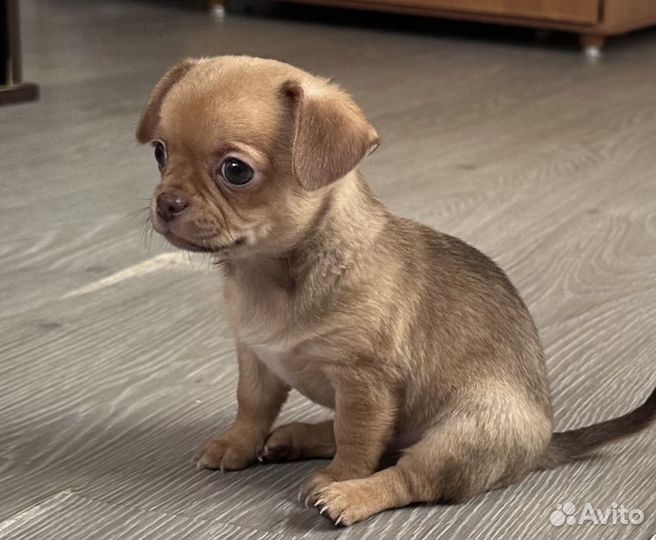 Чихуахуа мини мальчик