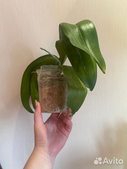 Орхидея фаленопсис