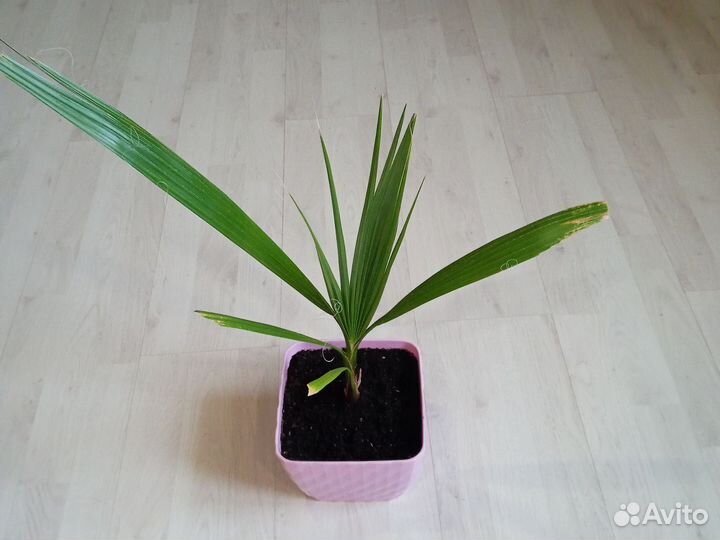 Пальма вашингтония