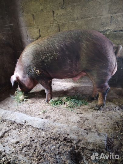 Хряк на племя и поросята