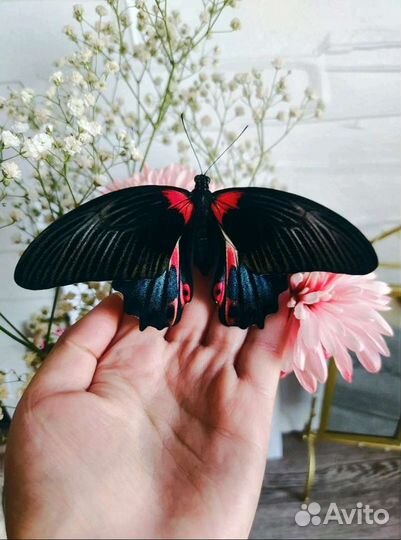 Подарок на 8 марта с живыми тропическими бабочками