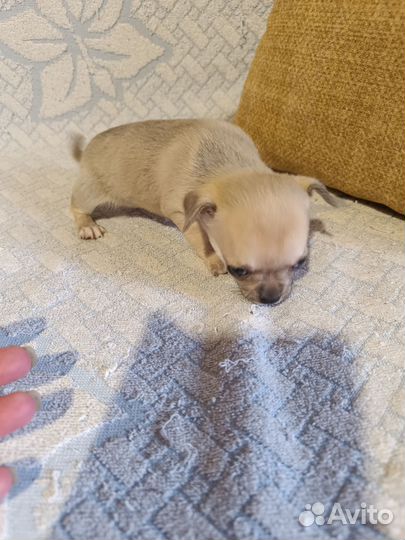 Щенки чихуахуа мини гладкошерстные