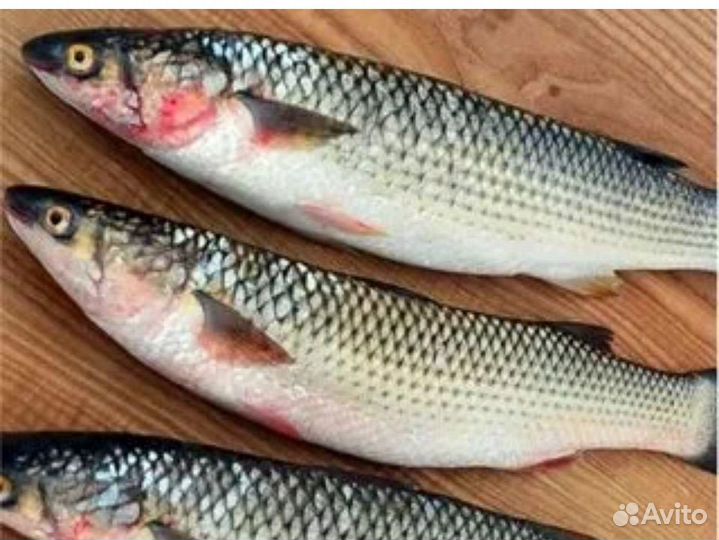 Свежая рыба