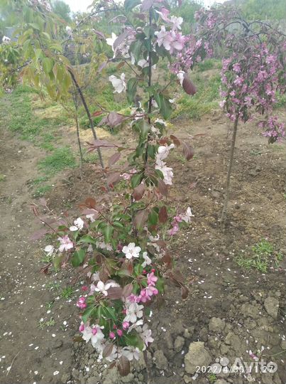 Декоративные растения