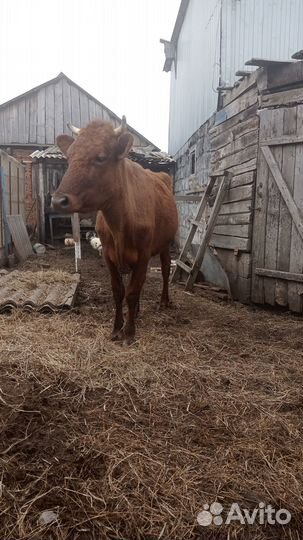 Корова первотелка