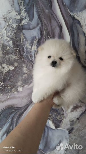 Померанский шпиц