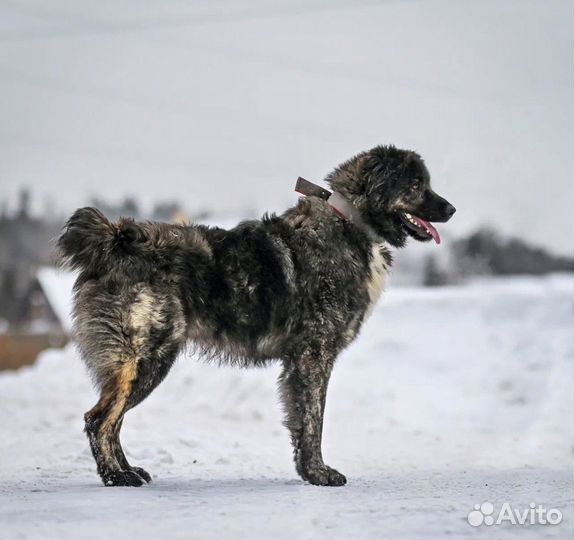 Подросток алабая в дар