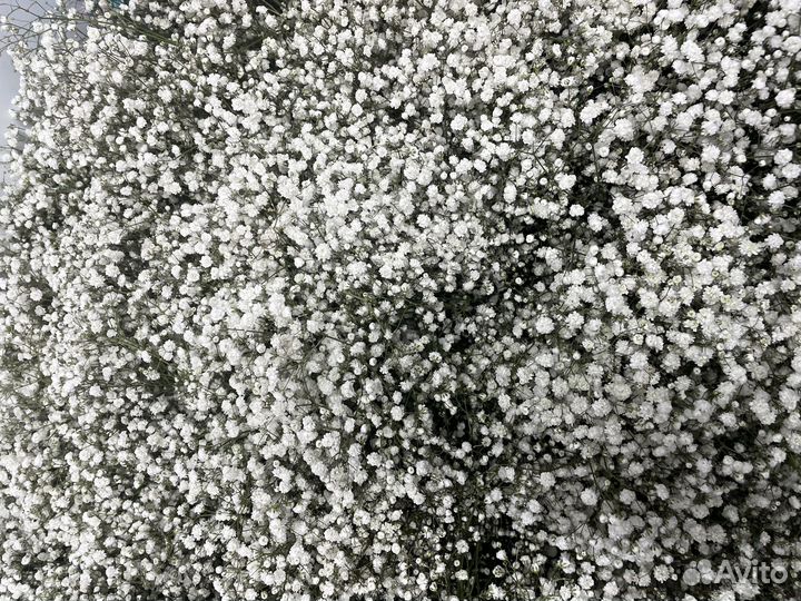 Букеты из воздушной гипсофилы