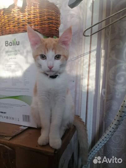 Котята мейн-кун