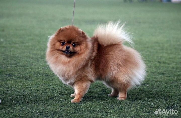 Домашние животные собаки щенки