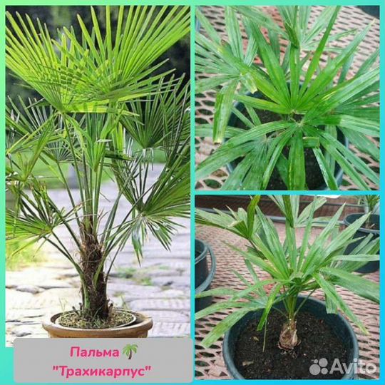 Пальма Веерная китайская Трахикарпус