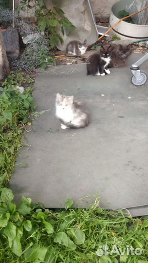Котята в добрые руки