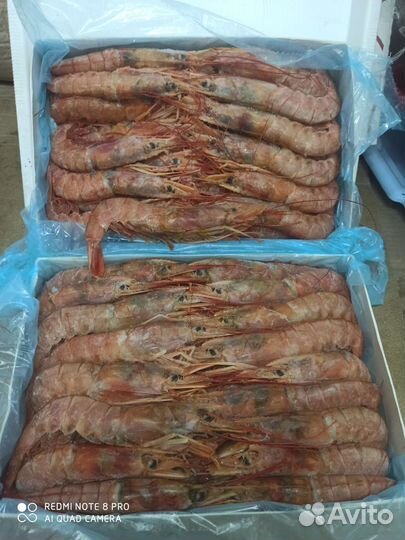 Лангустины с головой