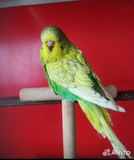 Птенцы породы Выставочный волнистый попугай