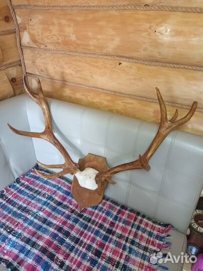 Рога оленя 11 суков