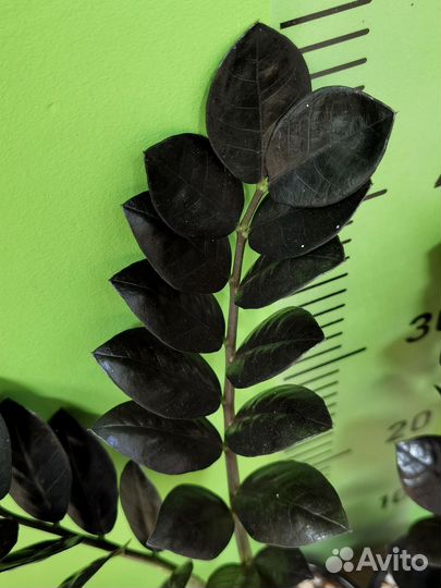 Равен чёрный Замиокулькас