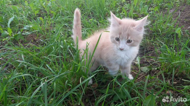 Котята мейн-кун рыжие