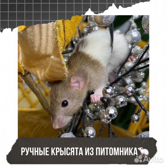 Дамбо крысы, крысята, крыса. Питомник