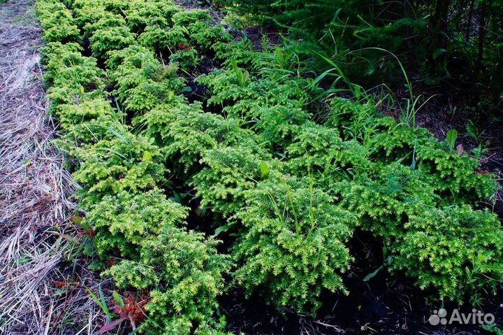Тсуга Канадская Эдделох