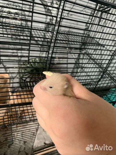 Серийские хомяки