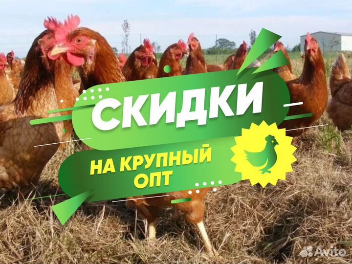 Курочки несушки с доставкой