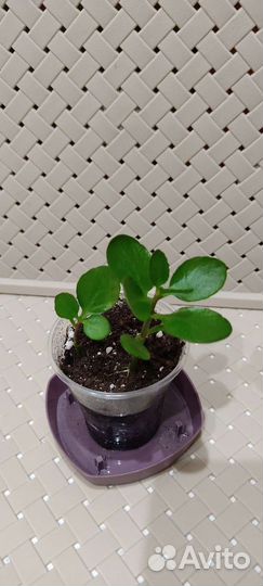 Бегония+каланхоэ