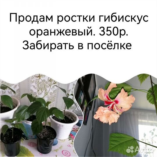 Домашние цветы