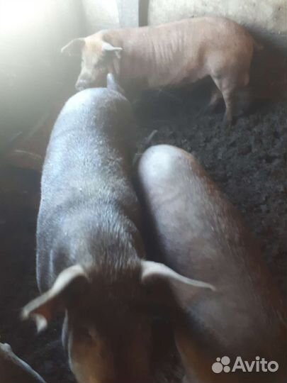 Продам молодых хряков