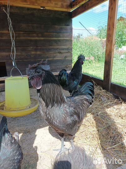 Продам петуха Ухейилюй
