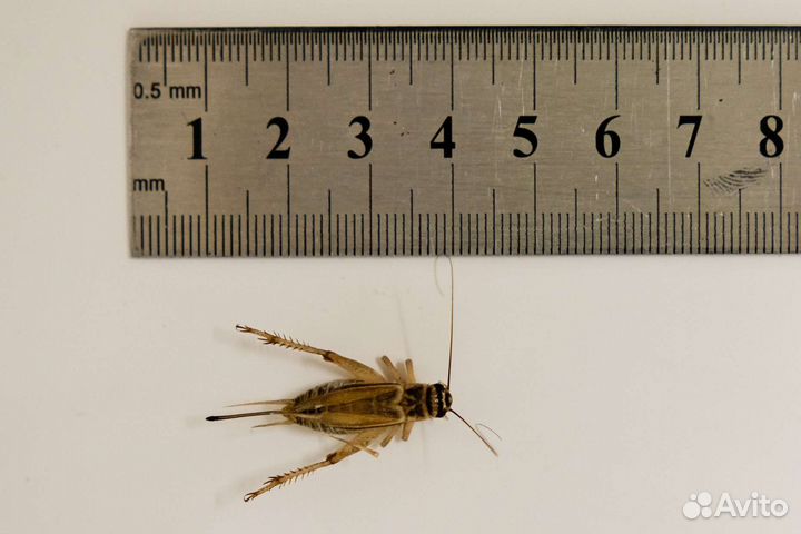 Сверчок замороженный от 1рубля штука, опт