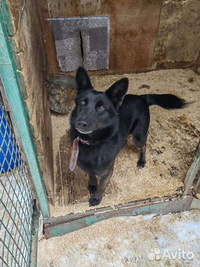 Почти овчарка в дом