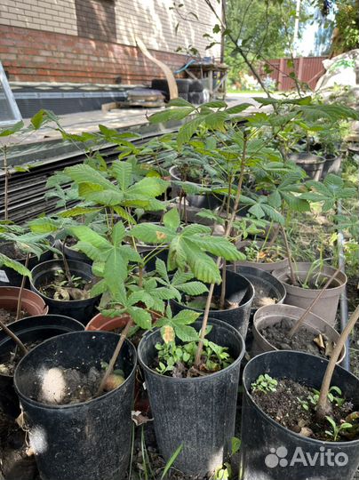 Саженцы каштана