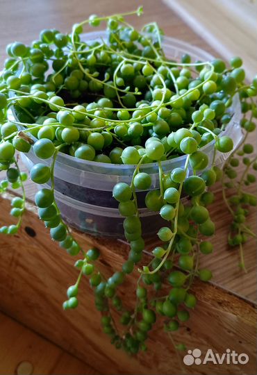 Крестовник Роули взрослый