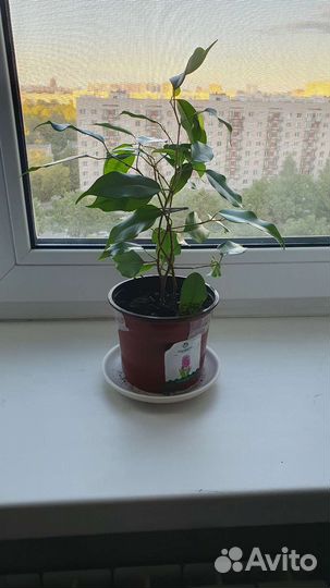 Фикус бенджамина