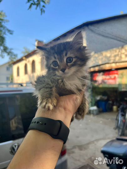 Котенок пушистик (мальчик) в добрые руки