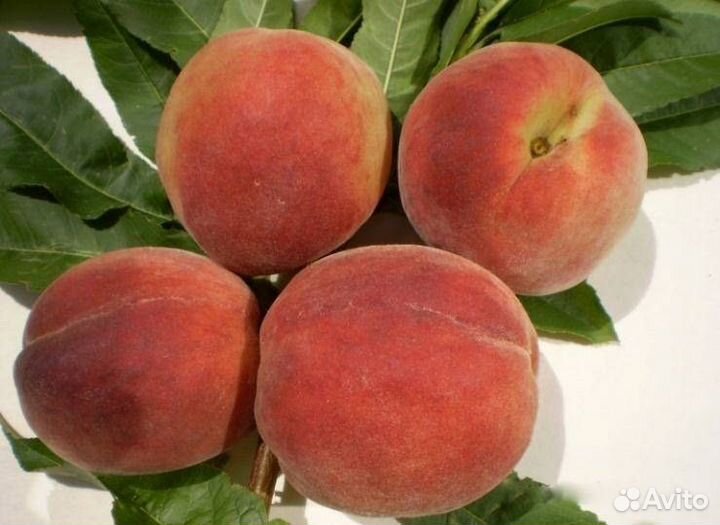 Саженцы Персика Красная Девица