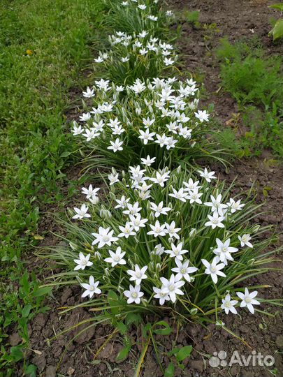 Птицемлечник