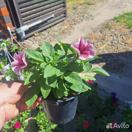 Петуния ампельная