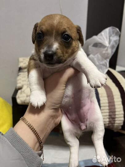 Щенок девочка джек рассел терьер