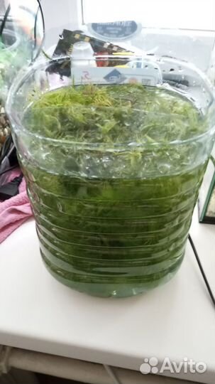 Роголистник в аквариум бесплатно