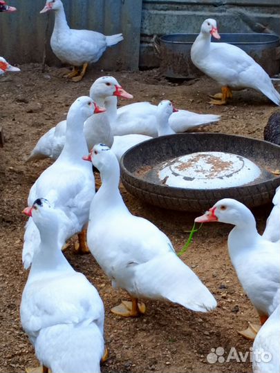 Селезени Индоутки молодые, по два месяца