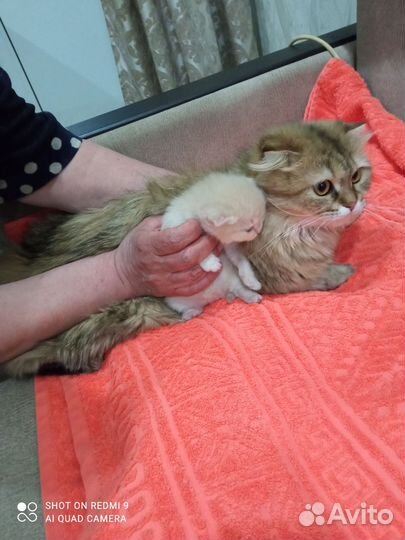 Шотландский котенок