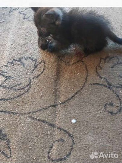 Котята мышеловы