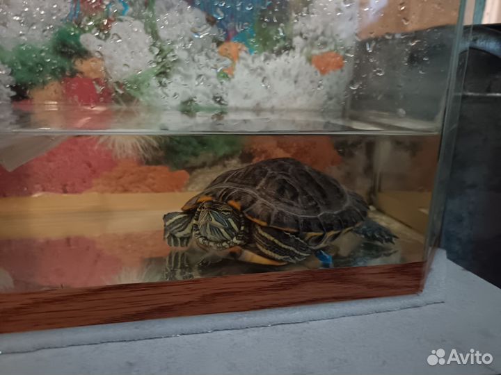 Красноухая черепаха с аквариумом