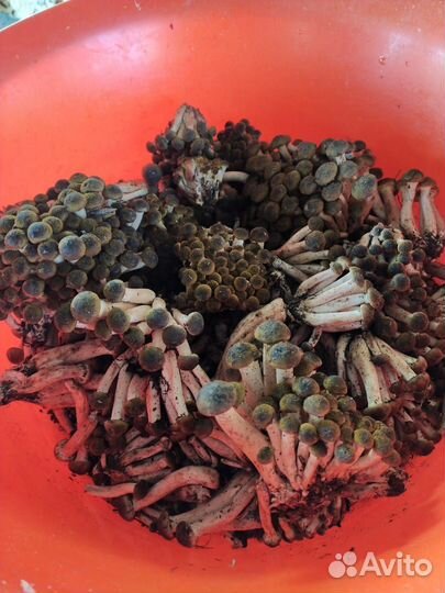 Грибы опята маринованные