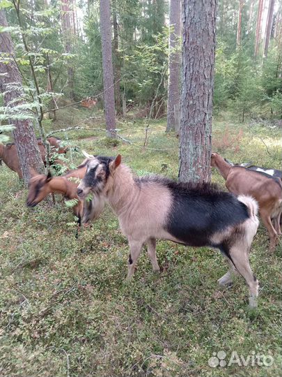 Козел альпийский покрыть