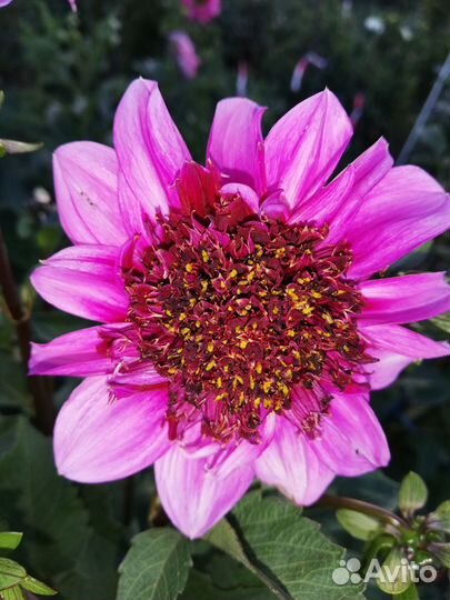 Георгины шары, анемоны