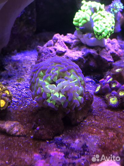 Кораллы в морской аквариум