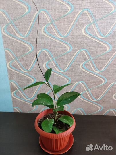 Замиокулькас, фикус Бенджамина,хойя